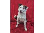 Adopt Hibiscus a Beagle, Australian Cattle Dog / Blue Heeler