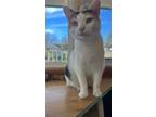 Adopt Calie a Domestic Short Hair