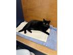 Adopt Billy Jo a Domestic Short Hair