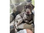 Adopt Luna - Courtesy Listing for Owner a German Shorthaired Pointer