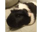 Adopt Lady a Guinea Pig