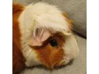 Adopt Nico a Guinea Pig