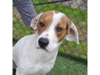 Adopt Cutiepie a Hound, Beagle