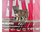 Shiba Inu PUPPY FOR SALE ADN-748329 - AKC Shiba Inu Puppies Available Now