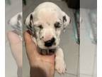 Dalmatian PUPPY FOR SALE ADN-748298 - Christmas puppies