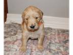 Golden Retriever PUPPY FOR SALE ADN-748442 - Golden Retriever Puppies