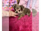 Chihuahua PUPPY FOR SALE ADN-748263 - Precious EWOK