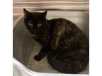 Adopt Alex a Domestic Short Hair