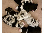 Australian Shepherd PUPPY FOR SALE ADN-748371 - CHEFs PUPs Litter of 6