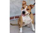 Adopt HUCKLEBERRY (Berry) a Australian Cattle Dog / Blue Heeler