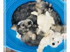 Schnauzer (Miniature) PUPPY FOR SALE ADN-748066 - Beautiful Babies