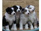 Miniature Australian Shepherd PUPPY FOR SALE ADN-748340 - Sybill X Tux