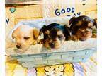Yorkshire Terrier PUPPY FOR SALE ADN-748172 - AKC Registered Puppies