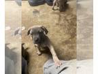 Cane Corso PUPPY FOR SALE ADN-748313 - 9 weeks old