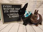 Adopt Penny a Bunny Rabbit