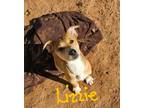 Adopt Lizzie a Shiba Inu