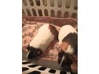 Adopt Bailey & Birdy a Short-Haired