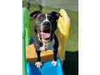 Adopt Olive a Terrier, Pit Bull Terrier