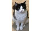 Adopt Fiona a Domestic Medium Hair