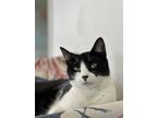 Adopt Ogee a Domestic Short Hair