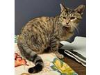 Adopt Bella a Tabby