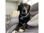 Adopt Lucky Lou a Labrador Retriever