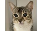 Adopt Betty Anne a Domestic Short Hair