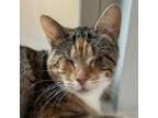 Adopt Dazzle a Domestic Short Hair