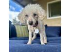 Adopt Traviesa a Poodle