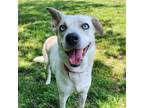 Adopt Nevvi a Husky, Labrador Retriever