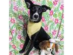 Adopt Phoenix a Basenji