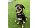 Adopt Frenchie a Australian Cattle Dog / Blue Heeler, Husky