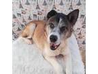 Adopt Connie a Akita