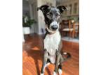 Adopt Penny a Great Dane, Mixed Breed
