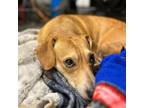 Adopt Laundry Lady a Dachshund