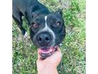 Adopt Lilian! Mellowest girl! Sweet and docile! a Pit Bull Terrier