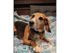 Adopt Ginger a Harrier, Hound