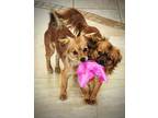 Adopt Blue & Gus a Shih Tzu, Dachshund