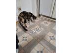 Adopt CALLIE a Calico