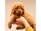 Toy poodle AKC male