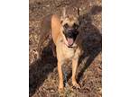 Adopt Giza- Located in Georgia a Belgian Shepherd / Malinois