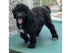 Labradoodle Puppy for sale in Summerfield, FL, USA