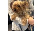 Adopt A041991 a Yorkshire Terrier