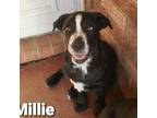 Adopt Sybil pup-Millie Sue a Labrador Retriever, Mixed Breed