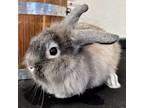 Adopt Potter a Lionhead, Holland Lop