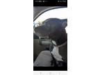Adopt Ivy a American Staffordshire Terrier