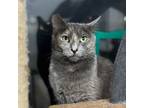 Adopt Missy a Domestic Short Hair