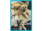 Adopt Ethel and Vivian a Basenji, German Shepherd Dog