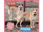 Adopt Ethel and Vivian a Basenji, German Shepherd Dog