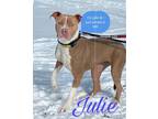 Adopt Julie a Boxer, Terrier